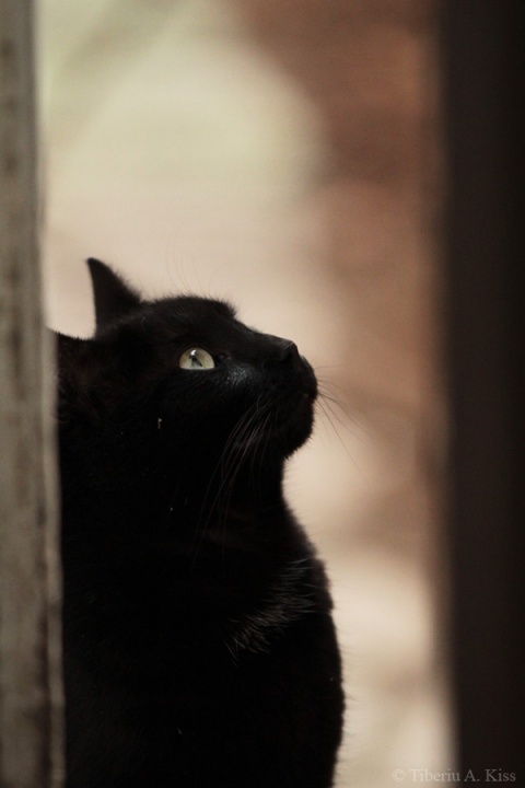 Sata, pisica neagra, un portret (IMG_2457)